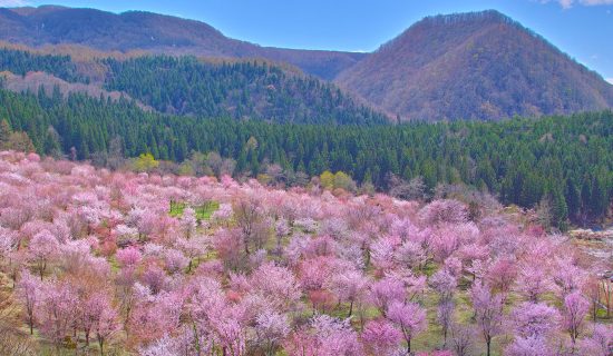 【春旅】只有这个季节!里盘梯周边“樱花”景点