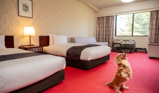 Classic Room with 2 single beds and 1 sofa bed, Dog-friendly