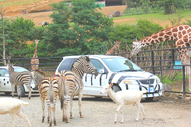 Tohoku Safari Park Ticket Reservation / Advance Ticket | Mercure Urabandai Resort & Spa