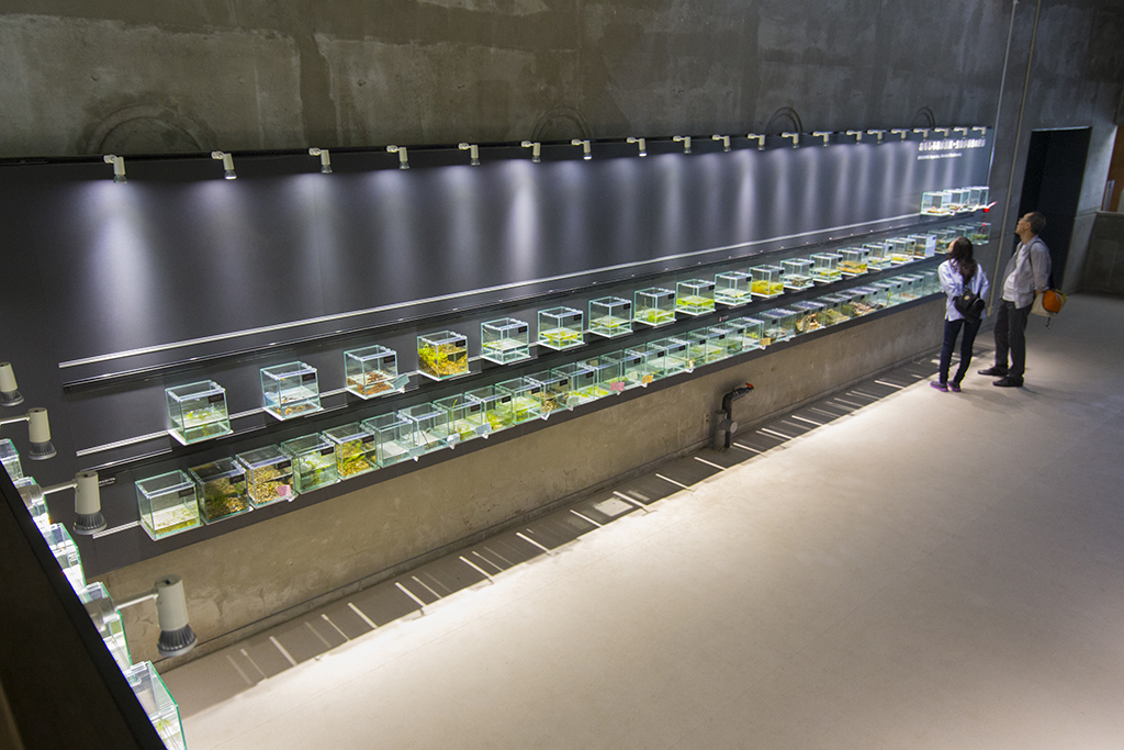 Aquamarine Inawashiro Kawasemi Aquarium| Mercure Urabandai Resort & Spa