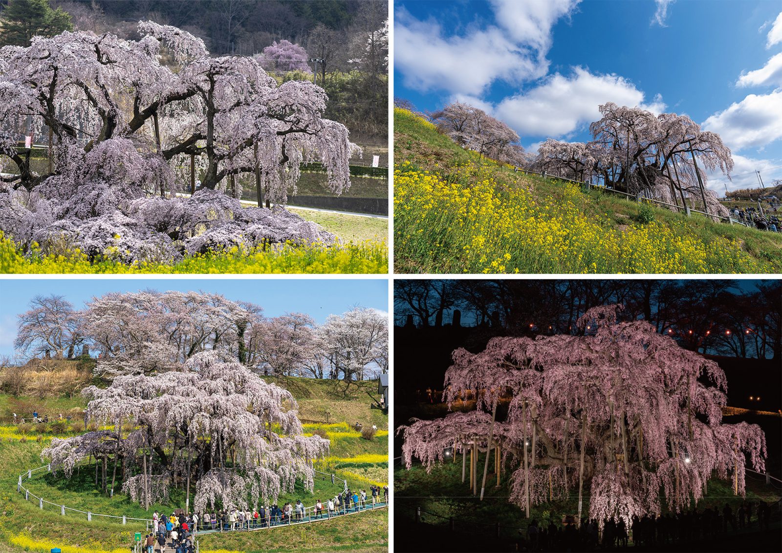 Miharutaki-zakura Cherry Tree