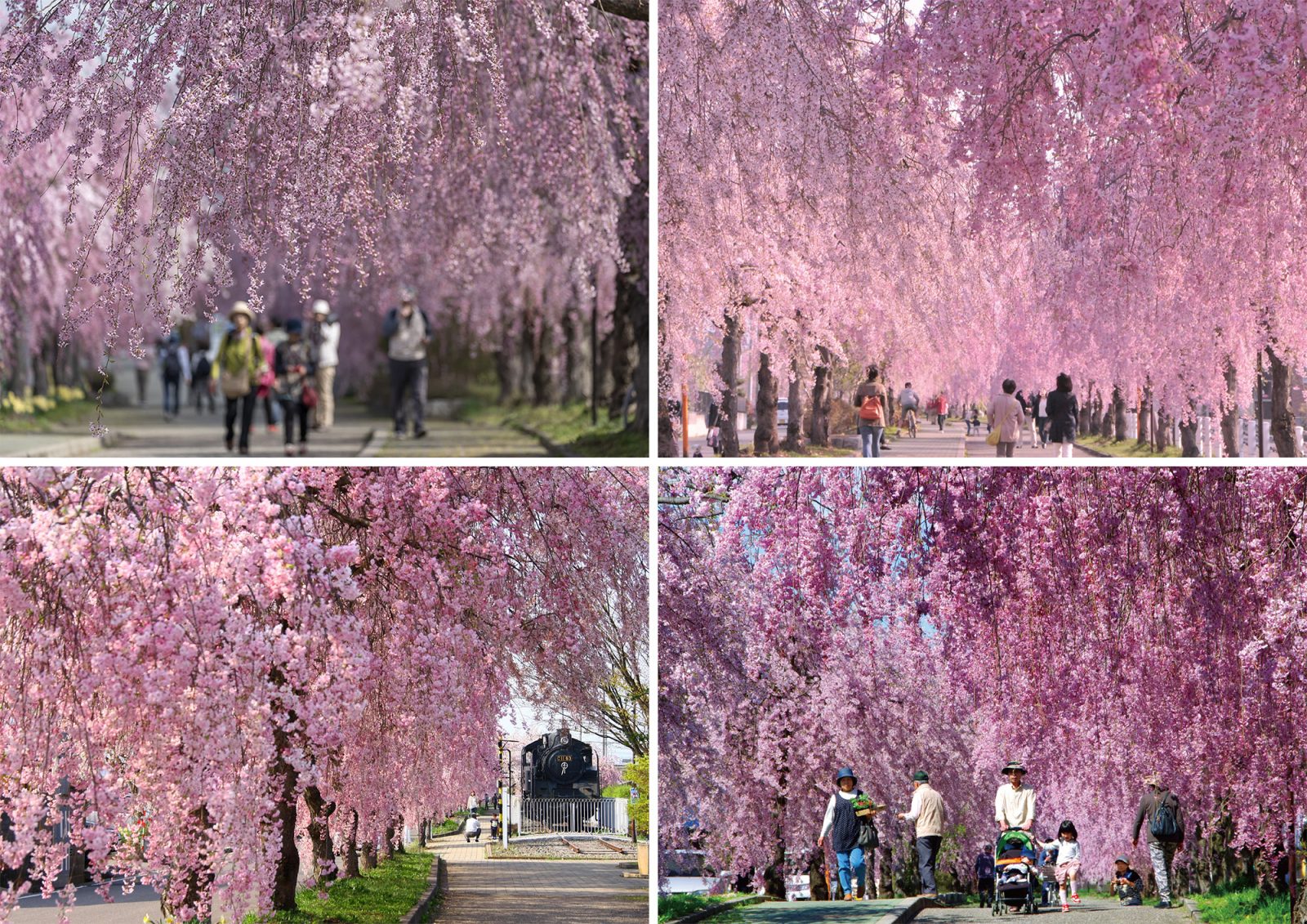 A row of weeping cherry trees on the daytime line