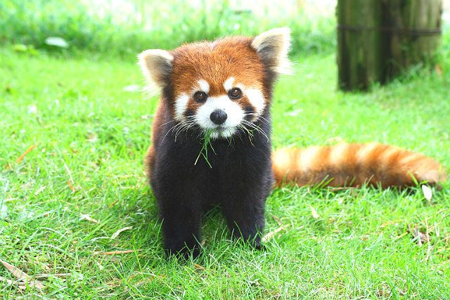 東北野生動物園門票預訂・預售票